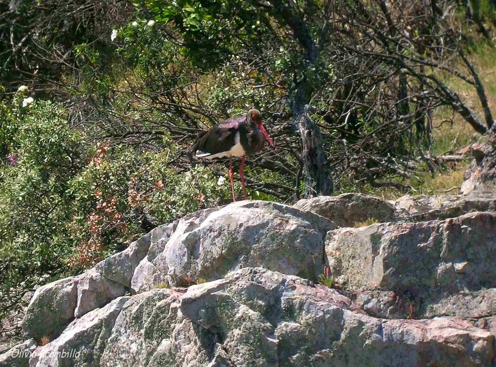 La parete condominio, Parco Monfrague - Estremadura